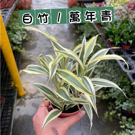 淨化空氣招財室內植物|2024新年招財植物推薦！10種室內開運盆栽、客廳餐。